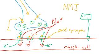 Nervous system graded potentialspart 23 [upl. by Katherine]