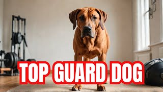 The Ultimate Guard Dog for Protection Rhodesian Ridgeback Meet and Greet  Dog Training [upl. by Cherish]