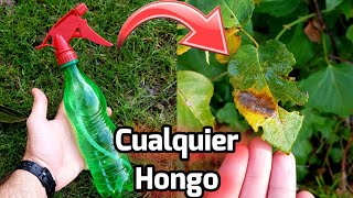 ECHA este FUNGICIDA CASERO en tus PLANTAS y nunca más tendras HONGOS Huerto Con agua oxigenada [upl. by Adihsar]