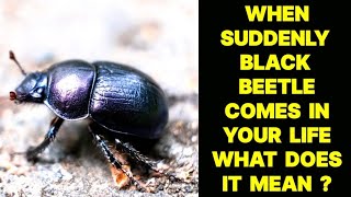 WHEN SUDDENLY BLACK BEETLE COMES IN YOUR LIFE WHAT DOES IT MEAN [upl. by Cornia]