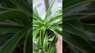 Chlorophytum fertilization in progressquotPlanting tipsquotThreeelement compound fertilizer [upl. by Eolc93]