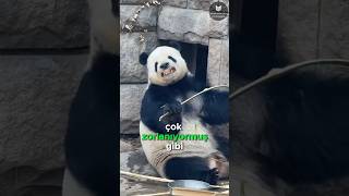 Bambu Kıramayan Panda 🐼🌿😣 [upl. by Akienaj]