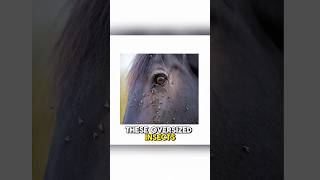 Terrifying Horse FlyBigger Than Bee and Bloodthirsty shortsviral shortsfeed shortsvideo shorts [upl. by Ecydnak]