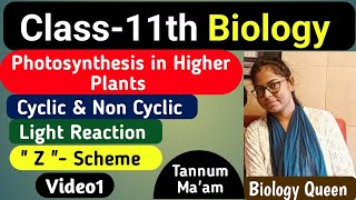 Photosynthesis   Light Reaction  Z Scheme  Cyclic amp Non Cyclic  Biology Class11  Tannum Mam [upl. by Eikcin]