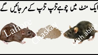 Mouce trap  chuha marne ka tarika  chohay marne ka totka  rat killer home remedies  rat killer [upl. by Eneja252]