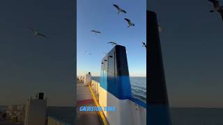 Family trip to Galveston Toddler enjoyed the most ♥️😍beach travelvlog yt ytshorts viralvideo [upl. by Bremble694]