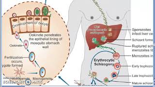 Parasitology 075 e Plasmodium Malaria Liver Schizogony Schizont RBC human trophozoite erypthrocyte [upl. by Yasui]