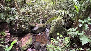 Epiphyte in tropical rainforest [upl. by Salahcin]