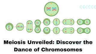 Meiosis Unveiled Discover the Dance of Chromosomes [upl. by Connett148]