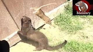 Mink and Dog Cleanup Backyard Rats [upl. by Caleb913]