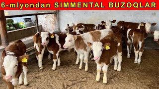 Sut emdi SIMMENTAL BUZOQLAR KELDI SHOSHILING âœ… [upl. by Britni]