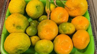 Mini Garden Tour GIANT SATSUMAS amp Fertilizing My Citrus satsuma containergardening gardening [upl. by Kcuhc]