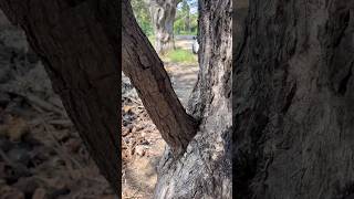 தடுப்பூசி மரம்ஆ🌳 Inosculation Trees  நாவல் மரத்துல வேப்பமரம் villagelife nature kids story [upl. by Victorie]