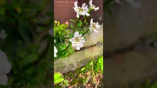 Candytuft  Iberis Sempervirens [upl. by Nnil777]