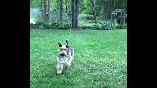 ULTIMATE FRISBEE Playing Airedale [upl. by Aihsirt]