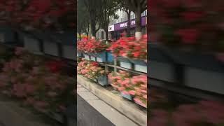 Roadside view of Changsha travel yt ytshort travel [upl. by Bessy]