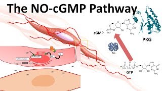 The NOcGMP pathway [upl. by Chernow203]