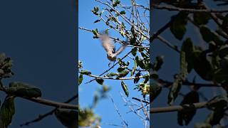 A female house finch naturelovers birds nature birdwatching birding [upl. by Adle574]