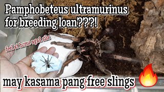 Just got Pamphobeteus ultramurinus adult male and some Pamphobeteus spec slings Na scam yata ako😂 [upl. by Akili]