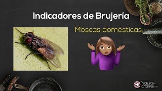 🔮🐝 Insectos ¿Señales de Brujería en la Casa Moscas Chinches y otras Plagas [upl. by Goody]