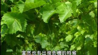 Des Vins amp Des Hommes  Domaine Leroy  這些葡萄藤。這些人  樂華酒莊 [upl. by Aicrop]