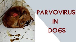 Parvo virus in dogs [upl. by Ocko880]