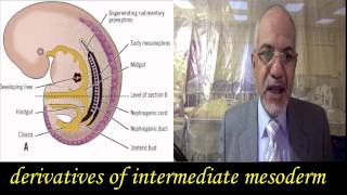 General embryology intraembryonic mesoderm [upl. by Ecyar793]