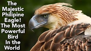 The Philippine Eagle A National Symbol of Strength and Beauty  The Largest Eagle in the World [upl. by Demeter]