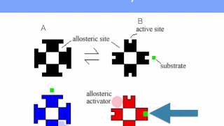 AS level C2 Enzyme control and cofactors [upl. by Ardnek775]