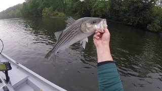 Topwater Stripers on the Delaware River [upl. by Rosol]