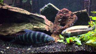 melanochromis auratus vs leporinus fasciatusMP4HD [upl. by Victorie]