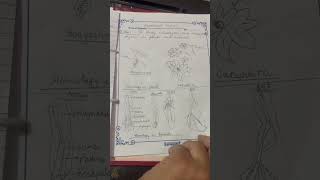 To study homologous and analogous organ in plants and animals class 12 biology practical [upl. by Edie]