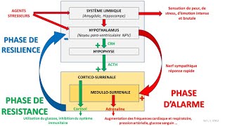 Stress cortisol et adrénaline  laxe hypothalamohypophysocorticosurrénalien axe corticotrope [upl. by Kerge]