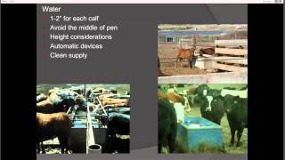 Receiving Feedlot Cattle [upl. by Rickert]