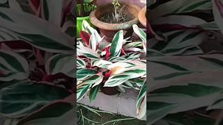 How to prepare soil for triostar plant nature music beautifulhouseplant indoorplants [upl. by Barbaraanne92]