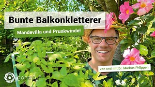 Bunte Kletterpflanzen für den Balkon – Mandevillea und Prunkwinde  gardify Tipps [upl. by Ahsitil]