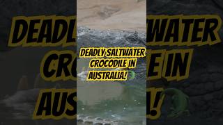 Deadly Saltwater Crocodiles in Australia 🐊🇦🇺 The Ultimate Apex Predator crocodile australia [upl. by Gusty]