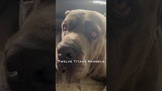 Just plain facts ✅ twelvetitanskennels canecorso wasabispetstore [upl. by Brandenburg]