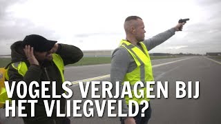 Hoe verjagen ze vogels bij het vliegveld  De Buitendienst over Trekvogels [upl. by Vowel]