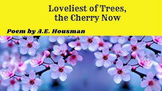 Loveliest of Trees the Cherry Now  Words Meanings  Explanation  Theme  Summary [upl. by Pazia]