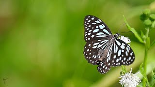 Relax and Unwind with Beautiful Butterflies relaxing butterfly nature [upl. by Eerb]