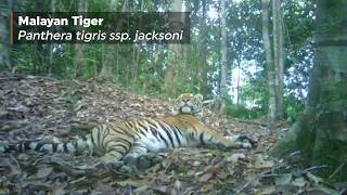 Malayan Tiger spotted in Kenyir State Park [upl. by Peers]