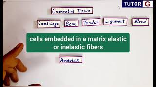 Areolar connective tissue  Location structure function [upl. by Triny]