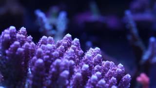 Millepora Acropora Coral [upl. by Diandre]