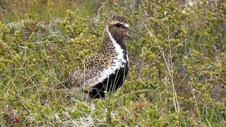 Golden Plover Calling [upl. by Oswell]