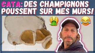 Les CHAMPIGNONS poussentils sur les MURS  😉 [upl. by Nnaik455]