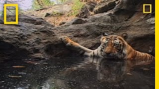 Tiger Eye Up Close and Personal  National Geographic [upl. by Nojel487]