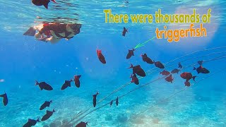 Best Snorkeling in the World  the Maldives [upl. by Ornie]