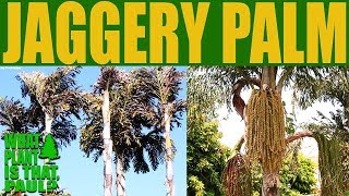 Caryota urens  Jaggery Palm is a species of flowering plant in the palm family [upl. by Creamer409]