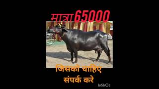 Murrah nasal buffalo 🦬🦬🦬 केवल 65000 मेंviral vidios [upl. by Anoif502]